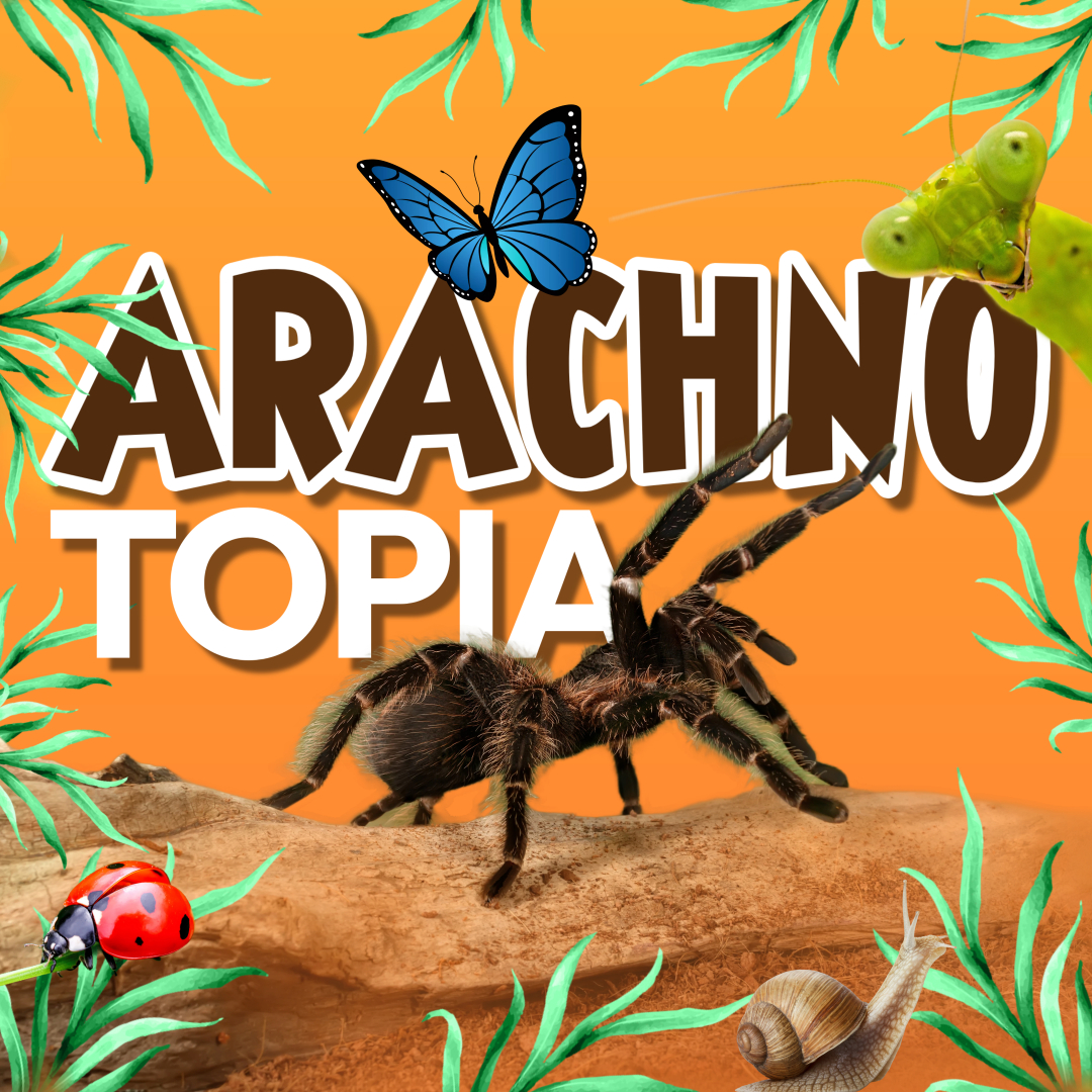 Entdecken Sie Arachnotopia Faszinierende Vogelspinnen Und Insekten Entdecken Sie Arachnotopia Faszinierende Vogelspinnen Und Insekten